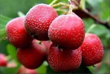 Bài thuốc trị bệnh từ sơn tra